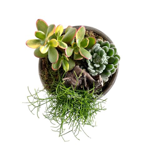 Живые комнатные растения купить, цветы в горшках с доставкой - Pilea
