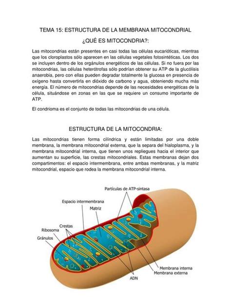 Estructura De La Membrana Mitocondrial Alejandra Alvarez Udocz