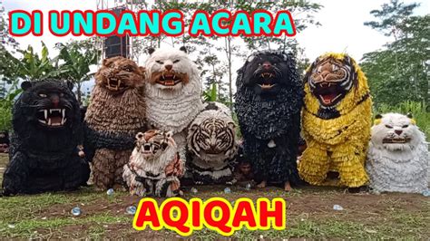 Can Macanan Singo Raung Cilik Di Undang Acara AQIQAH YouTube