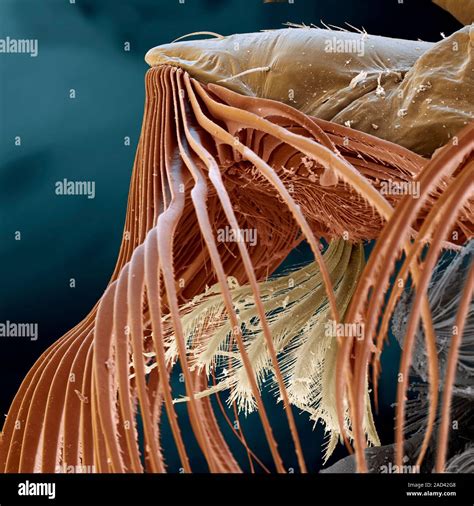 Black Fly Simulium Sp Larva Coloured Scanning Electron Micrograph