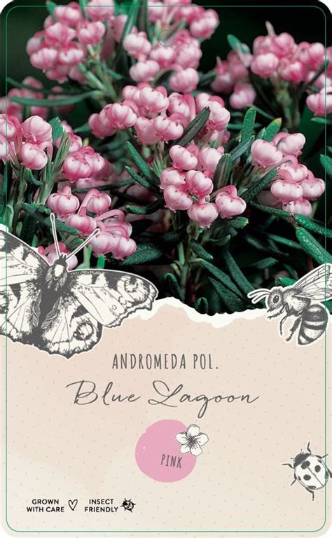 Andromeda Polifolia Blue Lagoon Plant Wholesale FlorAccess