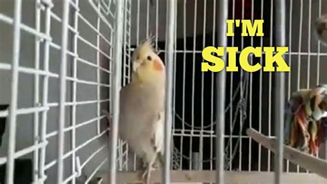 Cockatiel Vomiting Seed Pet Pals