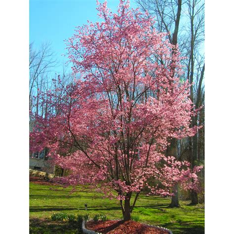 Okame Flowering Cherry Tree Problems Okame Taiwan Flowering Cherry