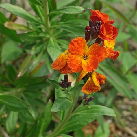 Goldlack Erysimum Cheiri