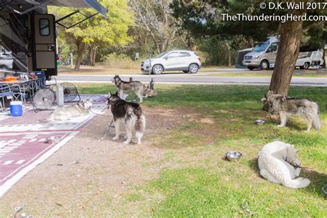 Huntington Beach State Park Camping | The Thundering Herd