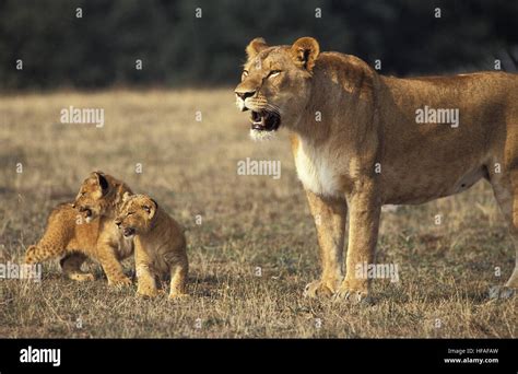 African Lion Panthera Leo Mother And Cub Masai Mara Park In Kenya