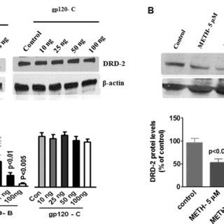 The Effect Of Hiv Clade B And C Gp Proteins And Meth Impact