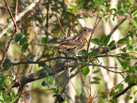 Leconte S Sparrow From George Bush Park Eldridge Houston Tx Usa On