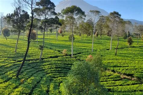 Mau Menikmati Udara Yang Segar Dan Suasana Yang Tenang Wisata Kebun