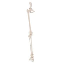 Leg Skeleton Model With Muscle Markings Medicalsupplies Co Uk