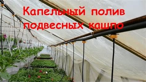 Капельный полив для подвесных кашпо
