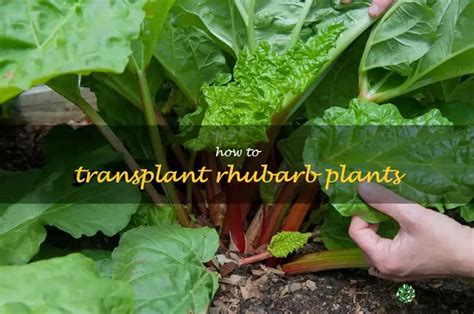 A Step By Step Guide To Transplanting Rhubarb Plants ShunCy