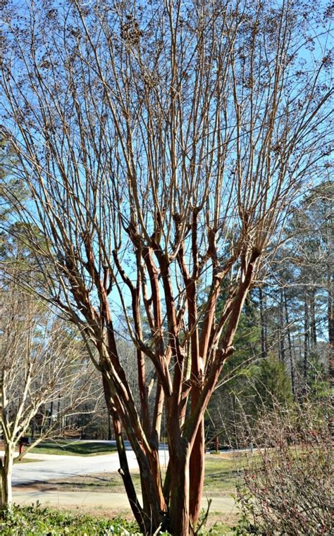 How To Prune Crepe Myrtles Fairview Garden Center