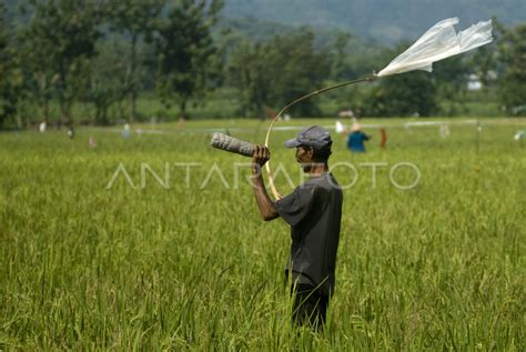 SERANGAN HAMA BURUNG ANTARA Foto