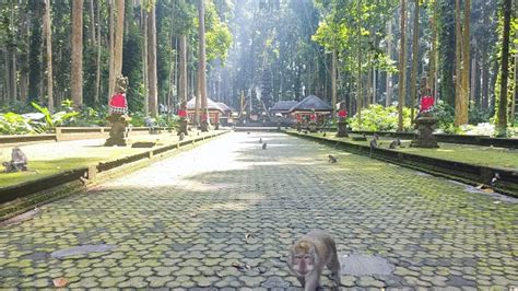 Hutan Monyet Sangeh Bali Foto Stok Unduh Gambar Sekarang Alam Anak
