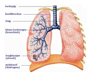 Anatomie Van Luchtwegen Zoutkamer Elst