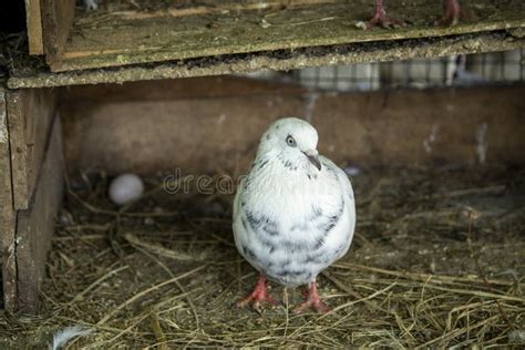 White Pigeon In Cage With Burred Back And Egg Stock Photo Image Of