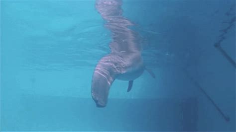 Flashback Winter Enjoying Some Underwater Play In 2007 Youtube