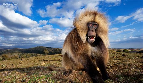 Gelada Baboons - By Greg Du Toit - ORYX Photo Tours