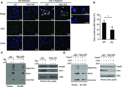 Peli1 Mediates ASC Oligomerization And Speck Formation A And B WT And