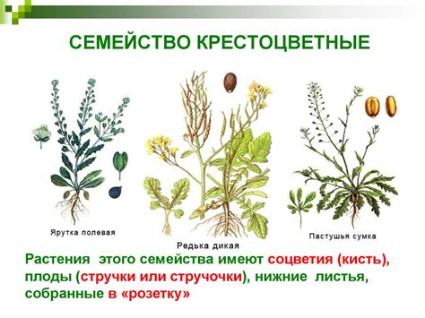 Многообразие цветковых растений - презентация онлайн