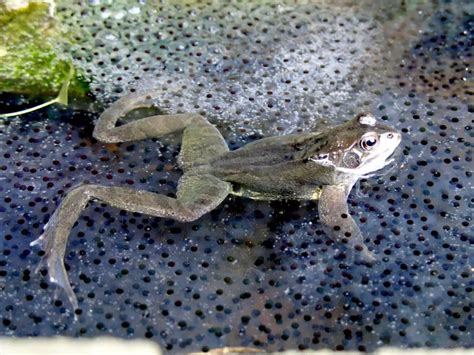 How Many Eggs Do Frogs Lay? (And Why Lay So Many?) - Amphibian Life