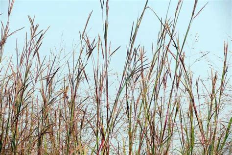 Native Grasses South Carolina on Sale | cdlguaiba.com.br