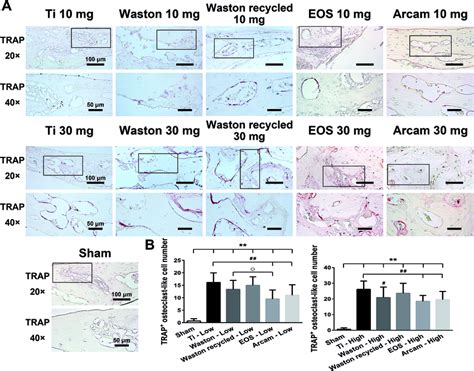 Histomorphometric Analysis Of Calvarial Sections A Trap Staining