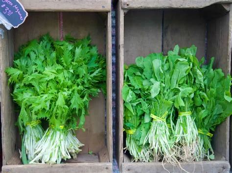 Rocket Vs Arugula The Ultimate Guide