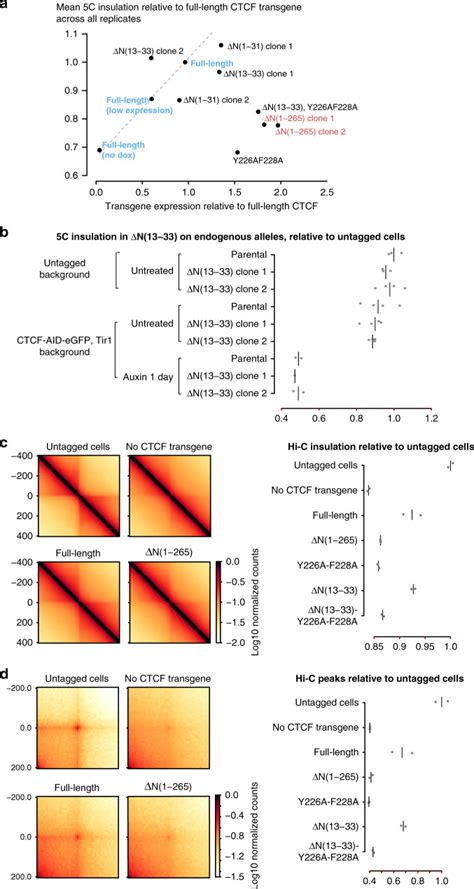 Molecular Basis Of CTCF Binding Polarity In Genome Folding Abstract