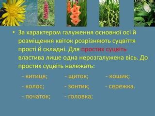 Суцвіття | PPT