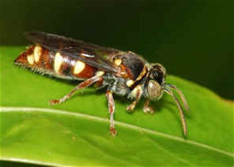 Family Colletidae - Colletid Bees, Short-tongued Bees