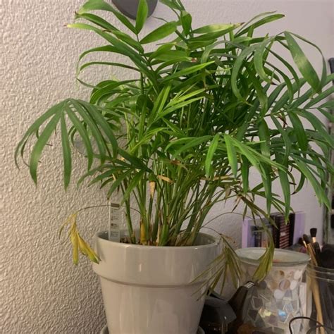 Why Are My Parlour Palm Leaves Falling Over