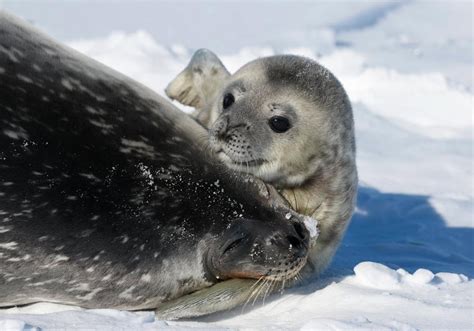 Морской котик: описание, где обитает, чем питается, сколько живет
