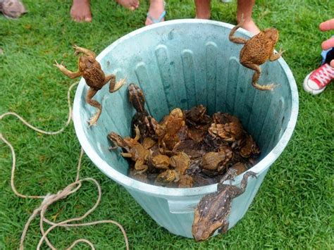 Cane toads in Australia: a short history | Newcastle Herald | Newcastle ...