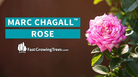 Marc Chagall Rose FastGrowingTrees YouTube