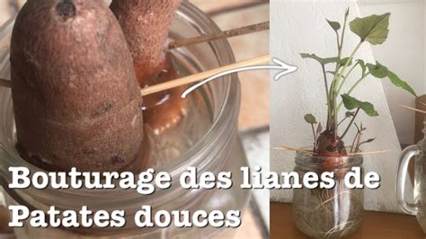 Bouturage Des Patates Douces Youtube