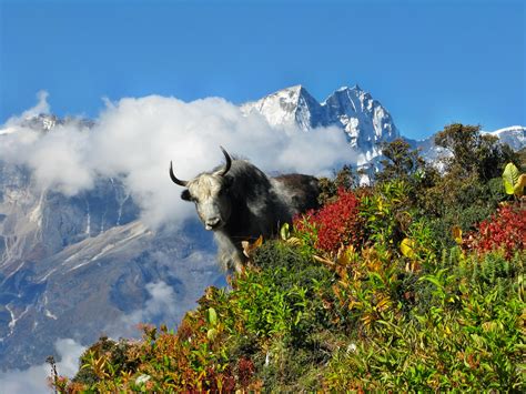 Sagarmatha National Park (Official GANP Park Page)