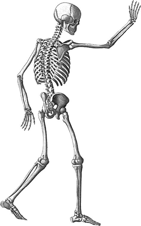 Halloween Skeleton Png Image With Transparent Background Png Arts