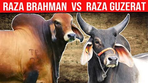 Guzerat Lechero Vs Raza Brahman Cu L Es La Mejor Para La Producci N