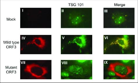 The Wild Type Orf3 Protein Co Localizes With Tsg101 Huh7 Cells Grown