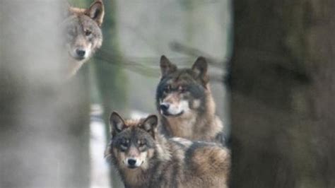 Hybride In Der Evolution Sex Mit Der Anderen Art