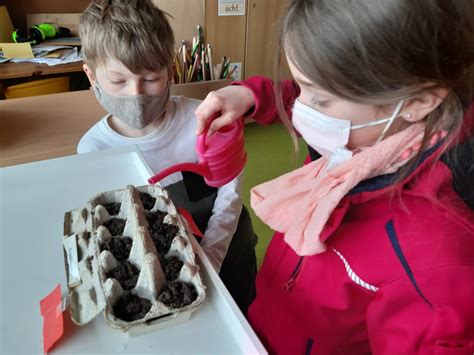 Wir Ziehen Kr Uter Und Pflanzen Grundschule P Hl