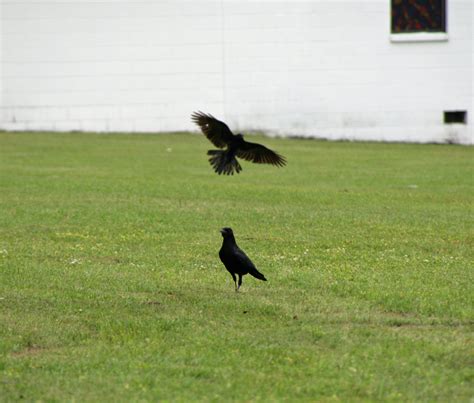 crows - Crows and Ravens Photo (19622175) - Fanpop