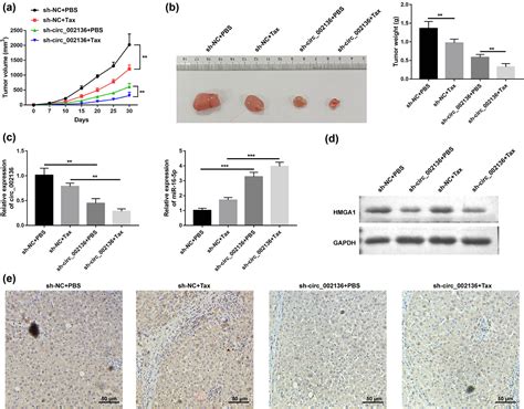 Silencing Of Circ002136 Sensitizes Gastric Cancer To Paclitaxel By