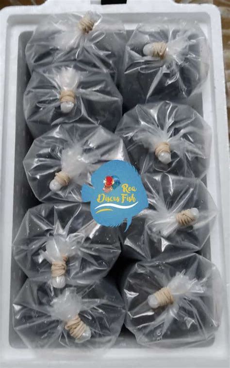 Peces Escalares Discus Roa Fish