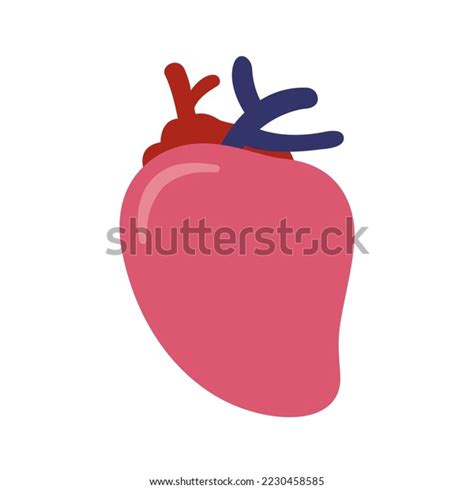 Anatomical Heart Isolated Muscular Organ Humans Stock Vector Royalty