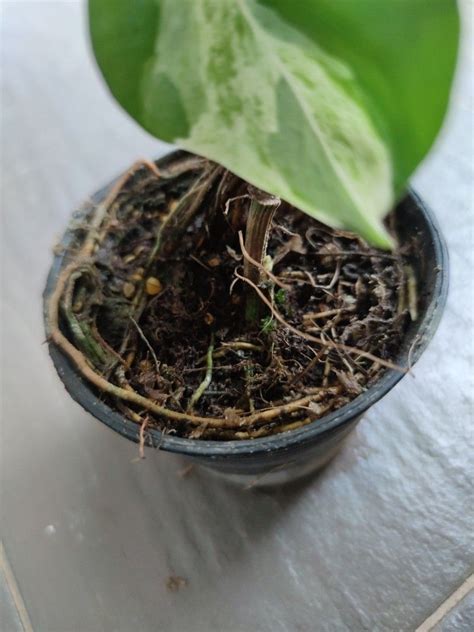 Philodendron Manjula Furniture And Home Living Gardening Plants