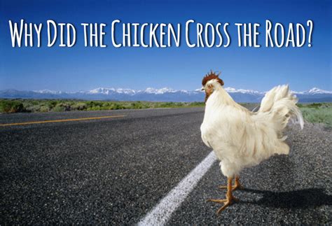 Chicken Cross The Road