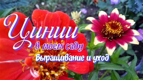 Цинии -.Выращивание и уход.Неприхотливые цветы,для вашего сада - YouTube